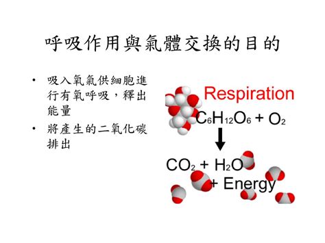 植物需要氧氣嗎|植物的呼吸作用：包括有氧呼吸與無氧呼吸